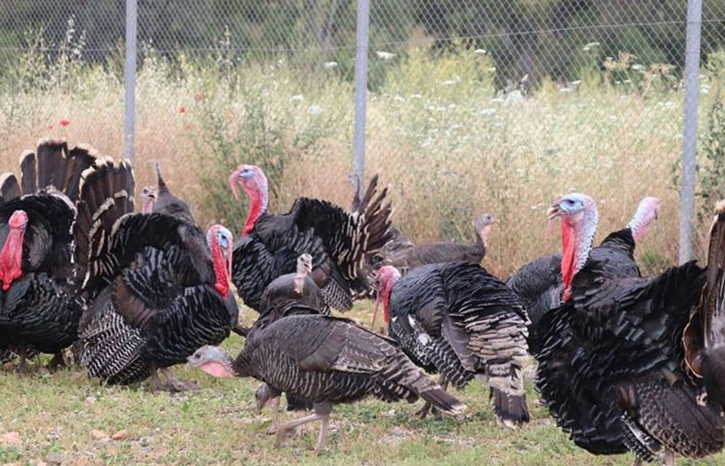 Hindi Eti Üretiminde İlk 8 Ayda %17,1 Artış