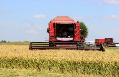 Çeltik Hasadı Tüm Hızıyla Devam Ediyor