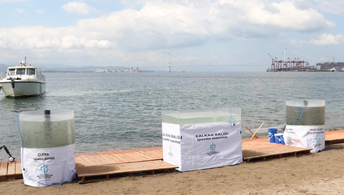 İzmit Körfezi'ne 6 Bin Yeni Balık Salınıyor