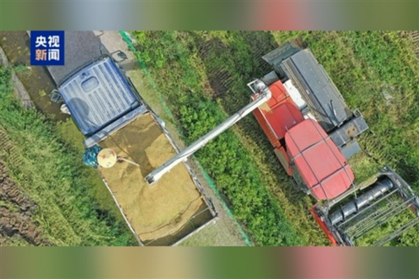 Çin'de tahıl üretiminin 700 milyon tonu aşması bekleniyor