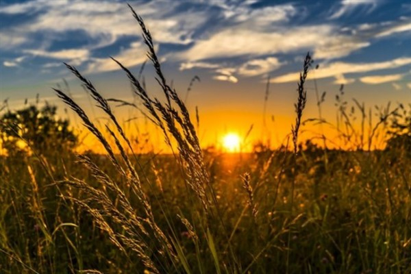 TÜRİB, 28 Ekim-1 Kasım haftası tarım ürünleri piyasası