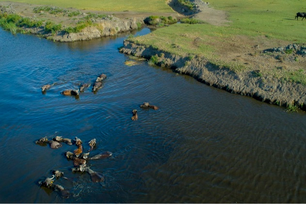 Büyükşehir Belediyesi'nden Manda Yetiştiriciliğine Güçlü Destek