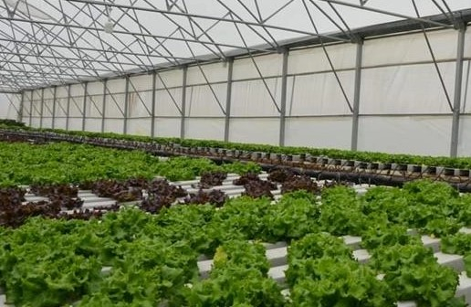 Türkiye'de Topraksız Tarım Sektörü Gelişiyor