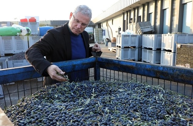 Mudanya'da Belediye Parklarındaki Zeytinler, Yağa Dönüştürülüyor