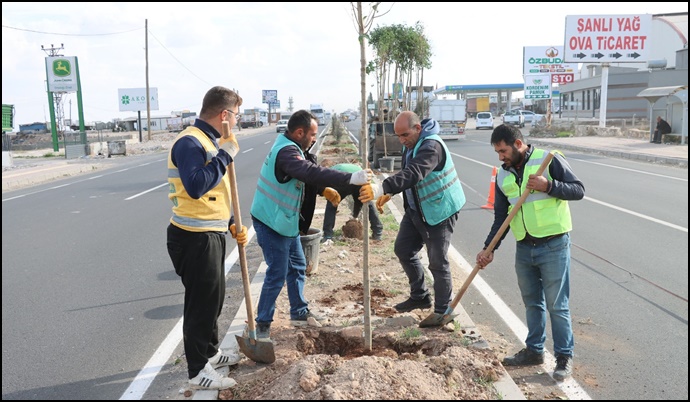 Büyükşehir Daha Yeşil Bir Şanlıurfa İçin Ağaçlandırma Çalışmalarını Sürdürüyor