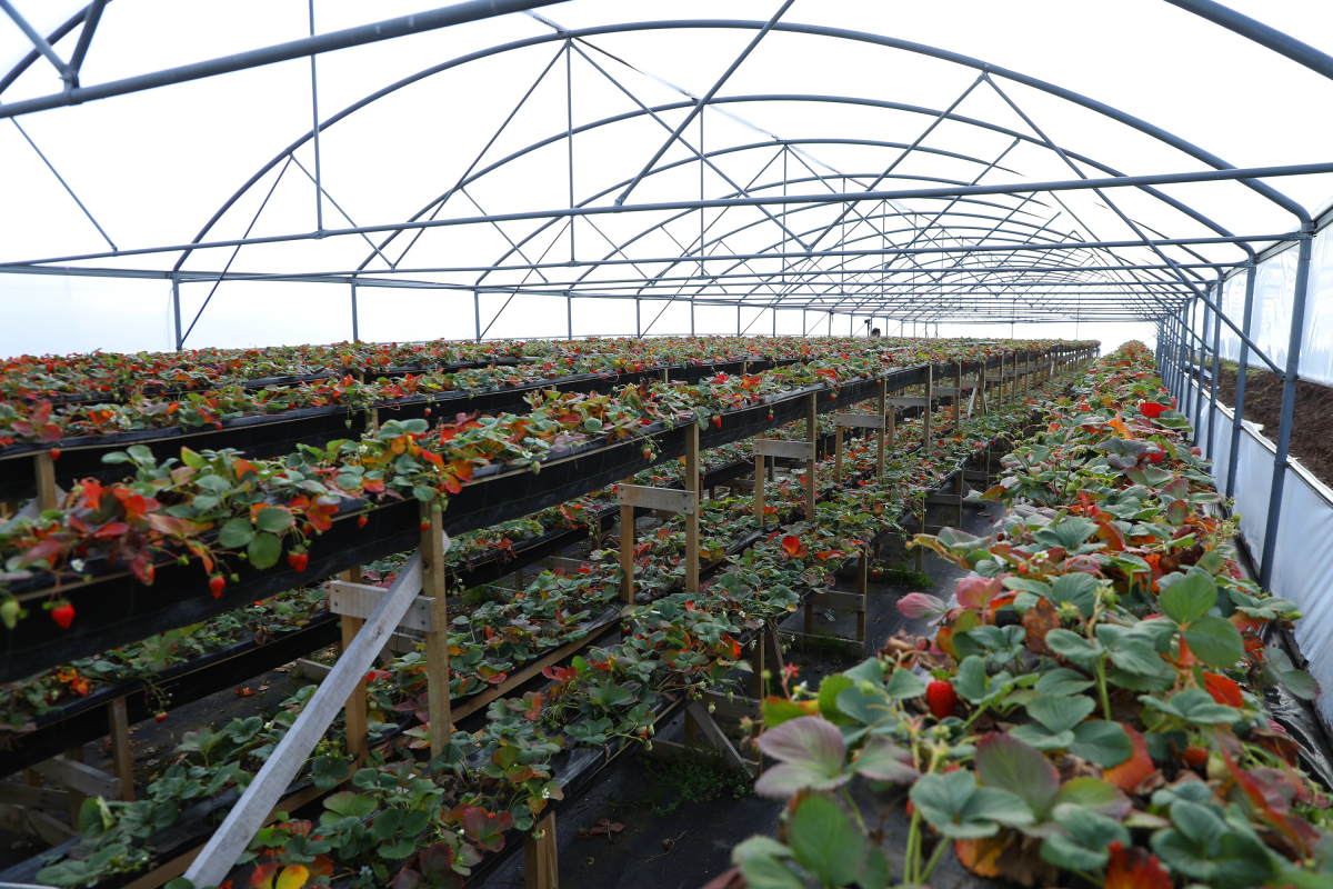 Ordu Büyükşehir Belediyesinin desteğiyle üretim 4 mevsime çıktı