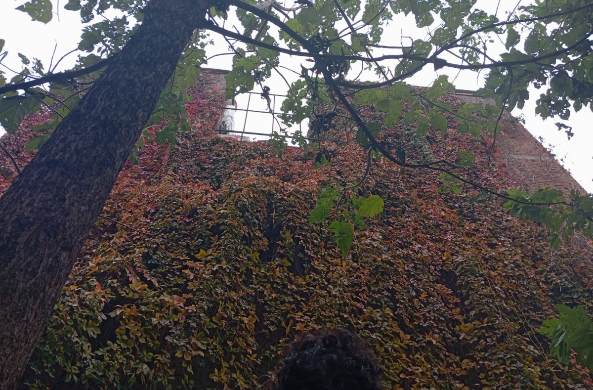 Diyarbakır'ın asırlık sarmaşığı zamana meydan okuyor