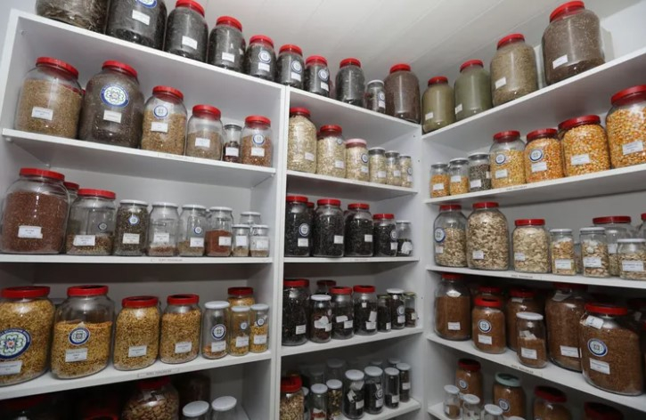 Muğla’da Ücretsiz Yerel Tohum Dağıtımı 3 Şubat’ta Başlıyor