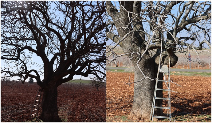 Şanlıurfa Halfeti’de 300 Yıllık Fıstık Ağacı Zamana Meydan Okuyor