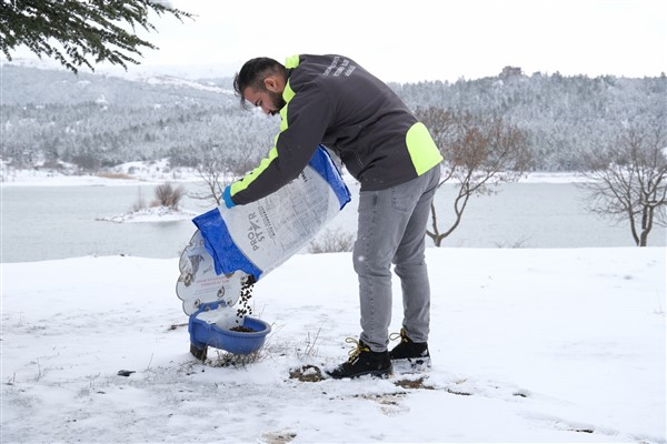 Çorum Belediyesi ekipleri, doğadaki canlılar için yem bırakıyor