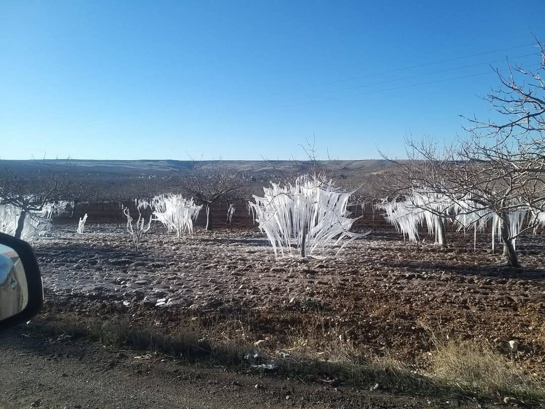 Şanlıurfa'da Fıstık Ağaçları Buz Tuttu: Kartpostallık Görüntüler Oluştu