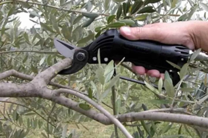 Muğla Milas’ta Çiftçilere Uygulamalı Zeytin Budama Eğitimi