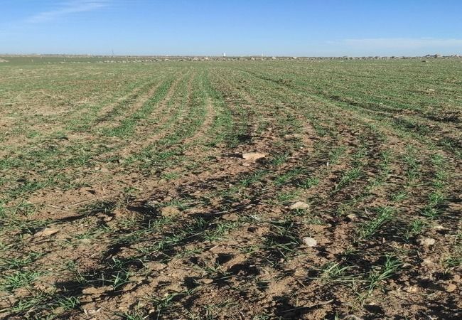 Şanlıurfalı Çiftçilerden Baraj Suyu Erken Bırakılsın Talebi