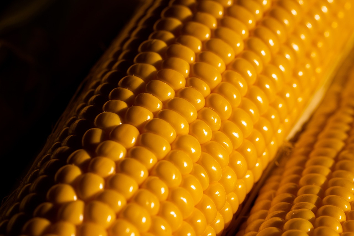 DCT Trading'ten mısır satışı