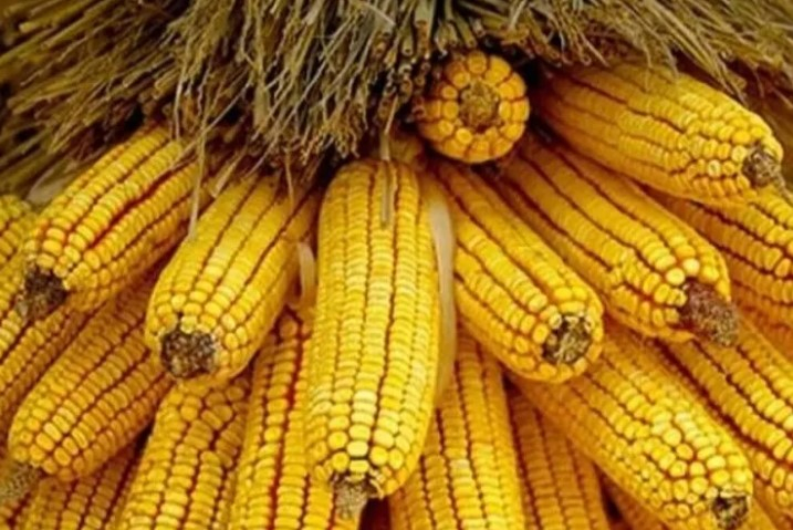 Mısır İthalatına Kısıtlı Kontenjan!