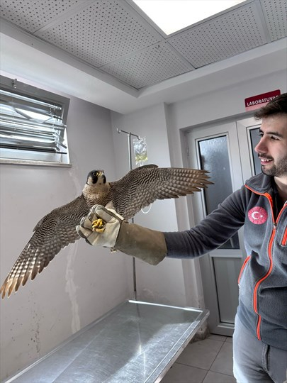 Denizli Büyükşehir Belediyesi, Yaralı Akdoğanı Hayata Döndürdü