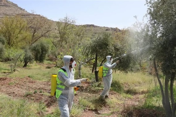 Mardin’de zeytin dal kanserine karşı ilaçlama seferberliği