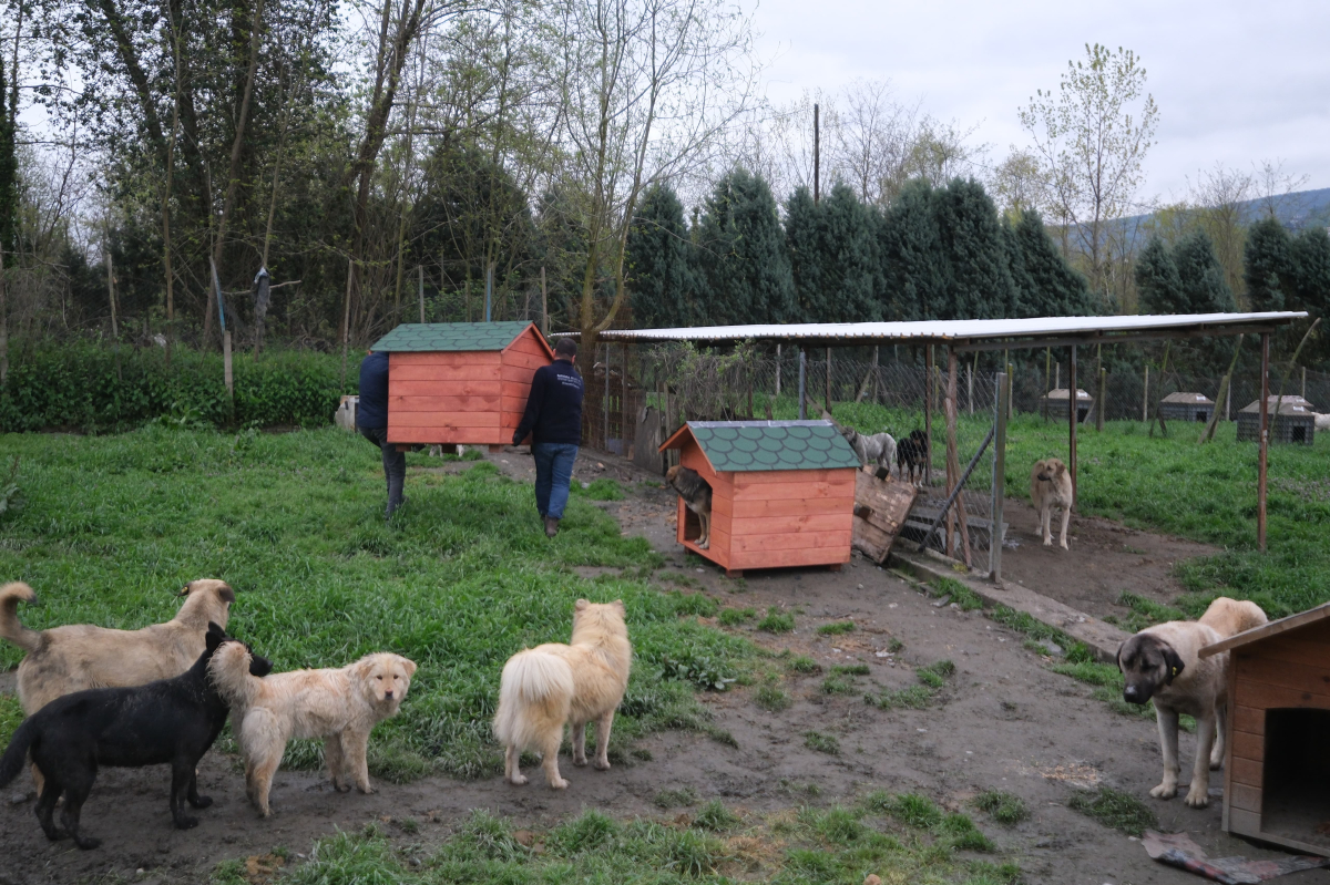 Sapanca'da sokak hayvanlarının yaşam koşullarını iyileştirmek için çalışmalar başlatıldı
