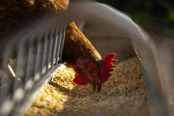 TÜİK-Tavuk eti üretimi 218 bin 260 ton, tavuk yumurtası üretimi 1,55 milyar adet oldu