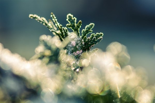 Meteoroloji'den zirai don ve çığ uyarısı
