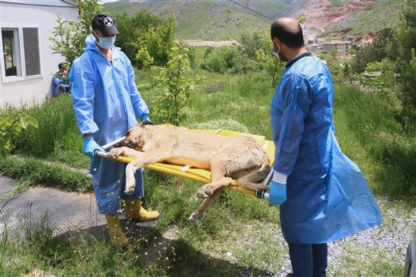 Bitlis'te sokak hayvanlarının kısırlaştırma çalışmaları sürdürülüyor