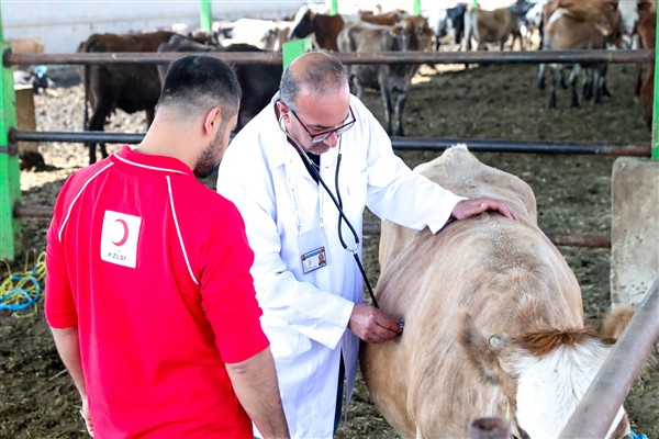 Kızılay'ın 2025 kurban vekalet bedelleri belli oldu