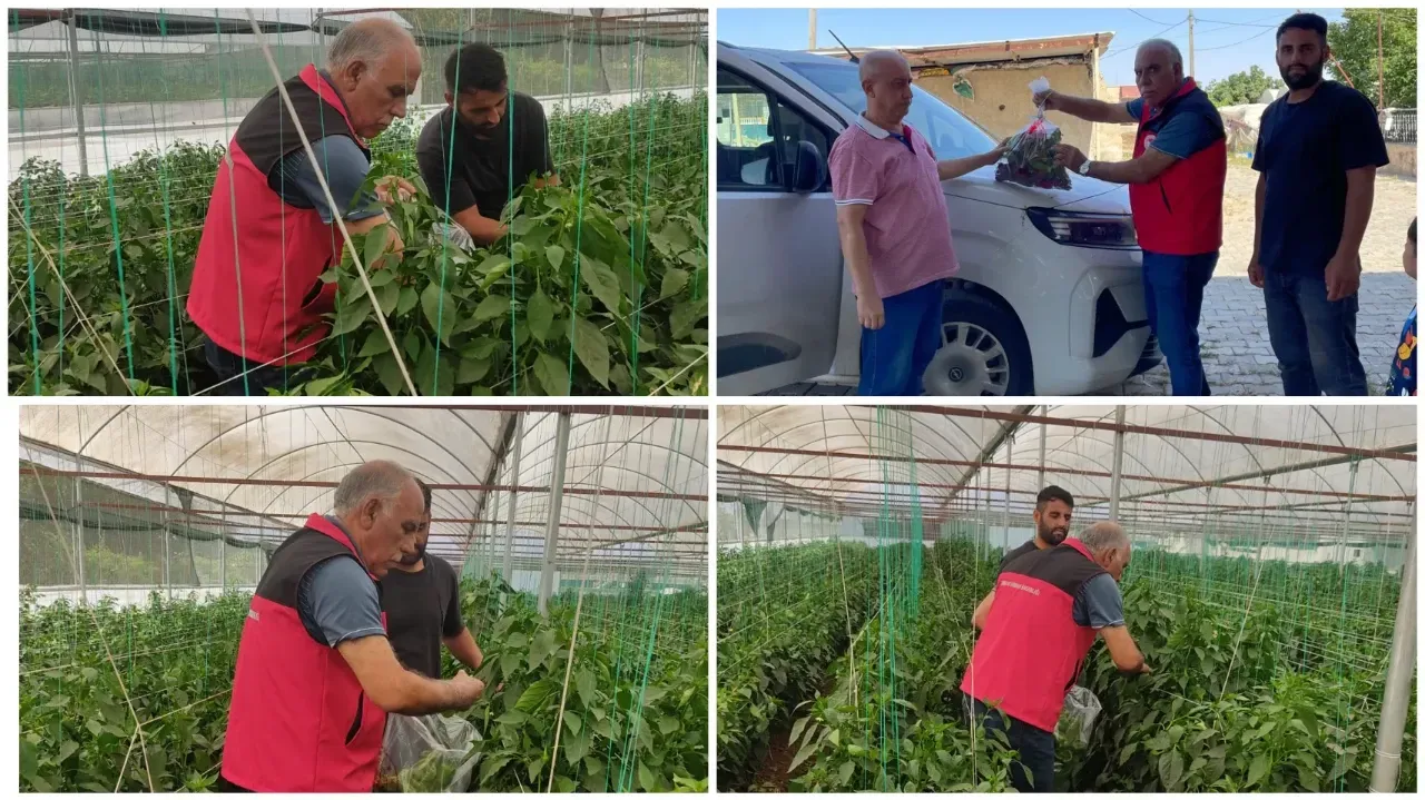 Şanlıurfa’da Hasat Öncesi Biberlerde Pestisit Analizi Yapıldı