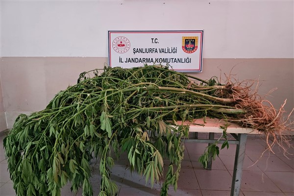 Şanlıurfa'da uyuşturucuyla mücadele operasyonu