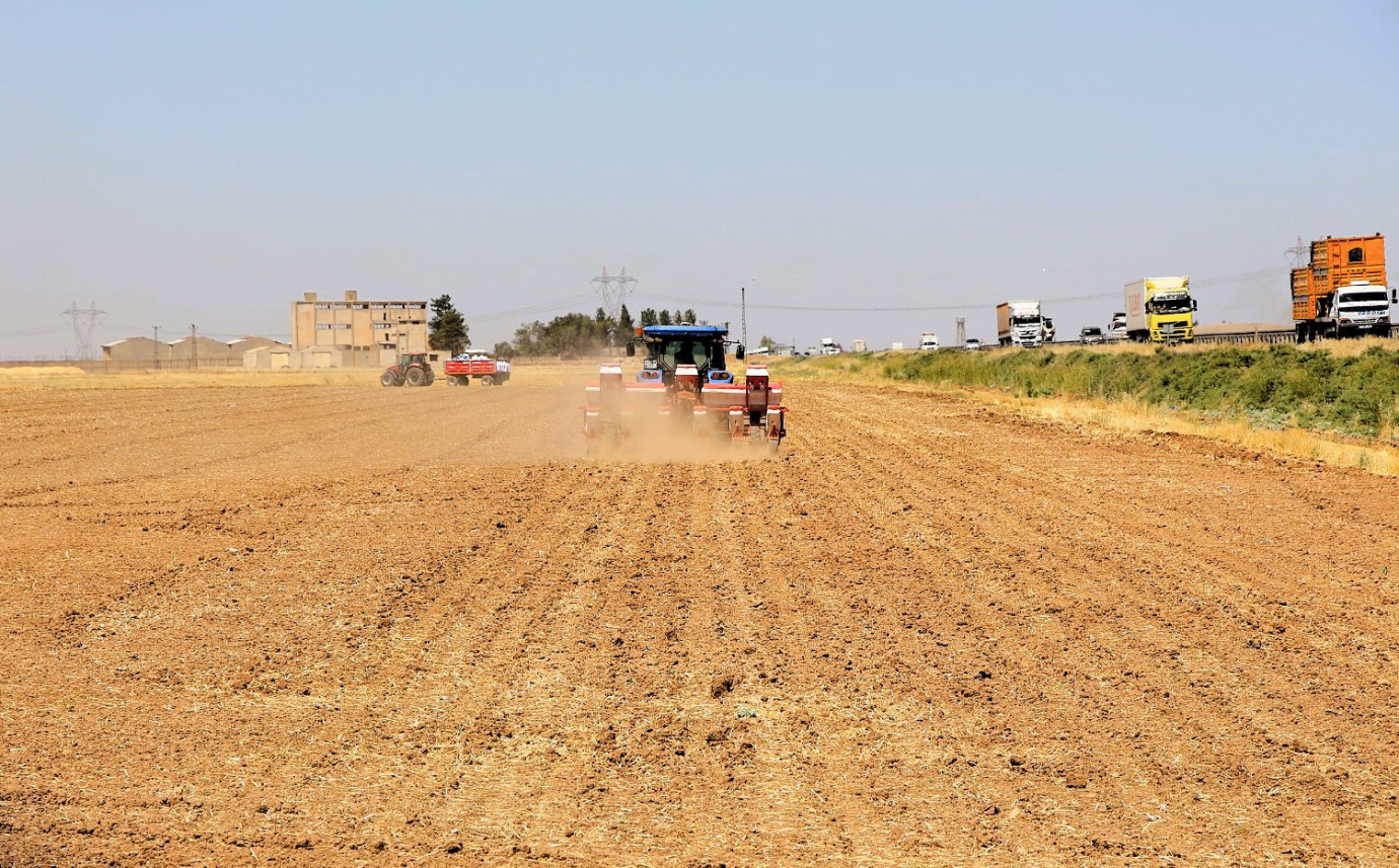Yasağa Rağmen Mısır Ekimi Devam Ediyor