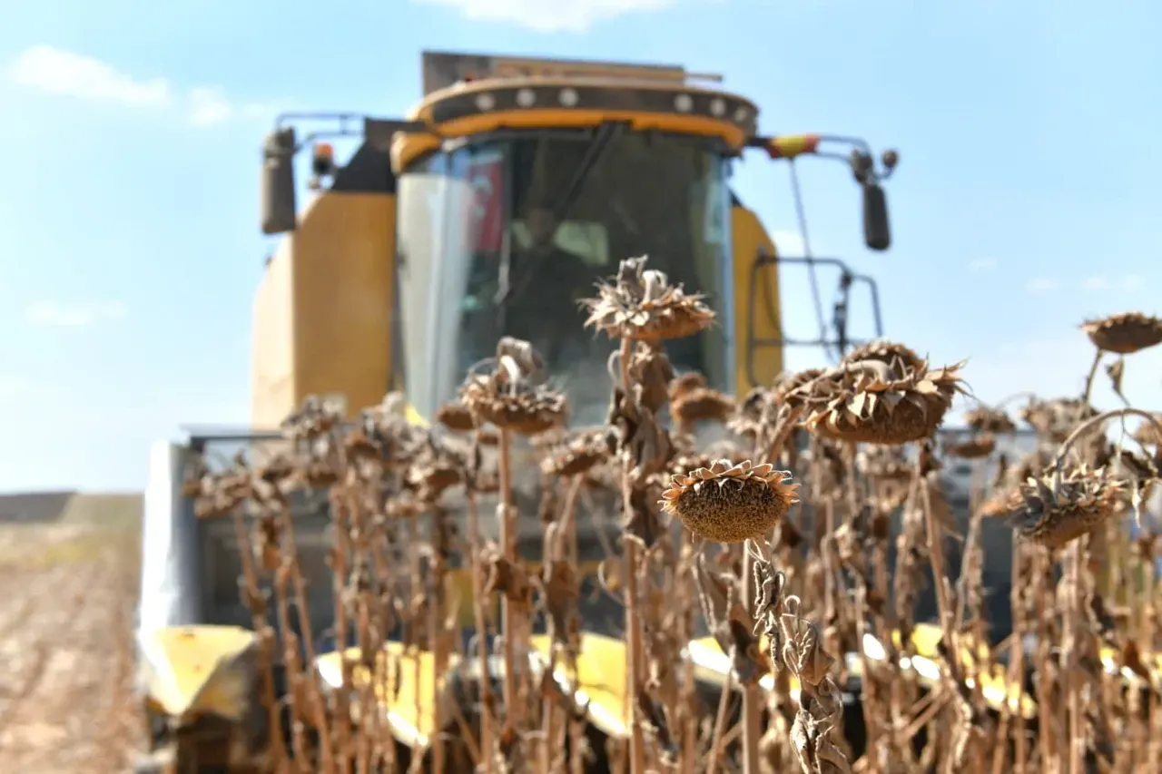 TİGEM Ceylanpınar’da Ayçiçeği Hasadı Başladı