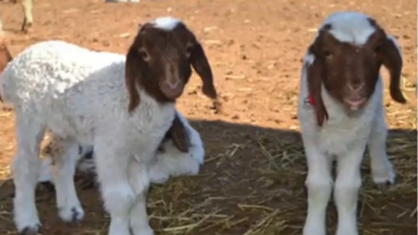 Ceylanpınar’da Bereketli Sezon: İlk Kuzular Doğdu, Hedef 63 Bin