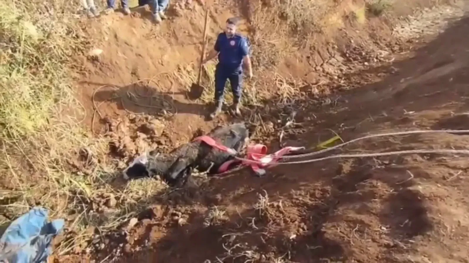 Eyyübiye’de Tahliye Kanalına Düşen Büyükbaş Hayvan Kurtarıldı