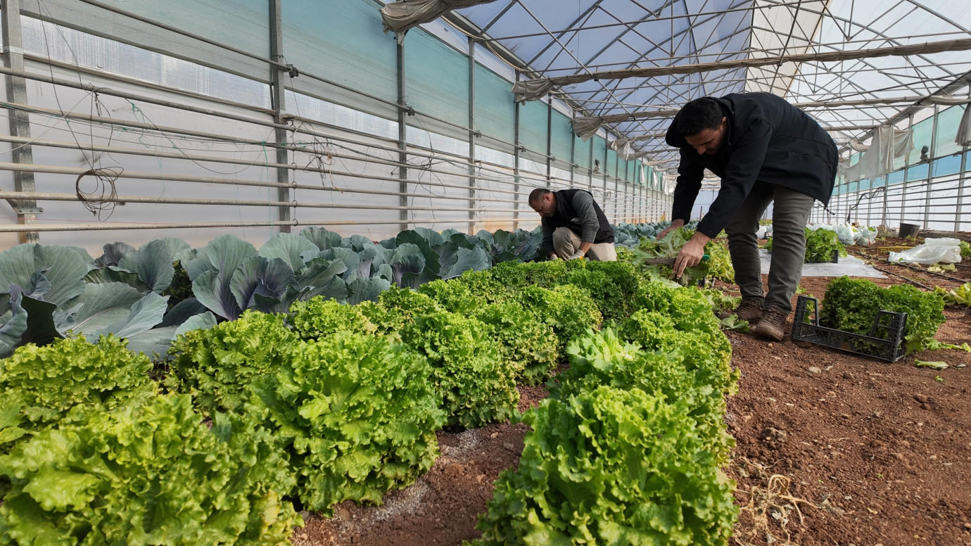 Büyükşehir Seralarında Kışlık Sebze Hasadı Başladı