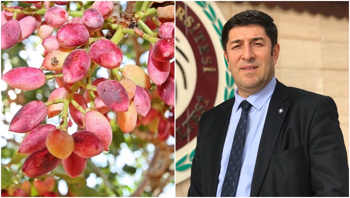 Şanlıurfa Fıstığı Üretiyor, Katma Değer Başka Yerlere Gidiyor