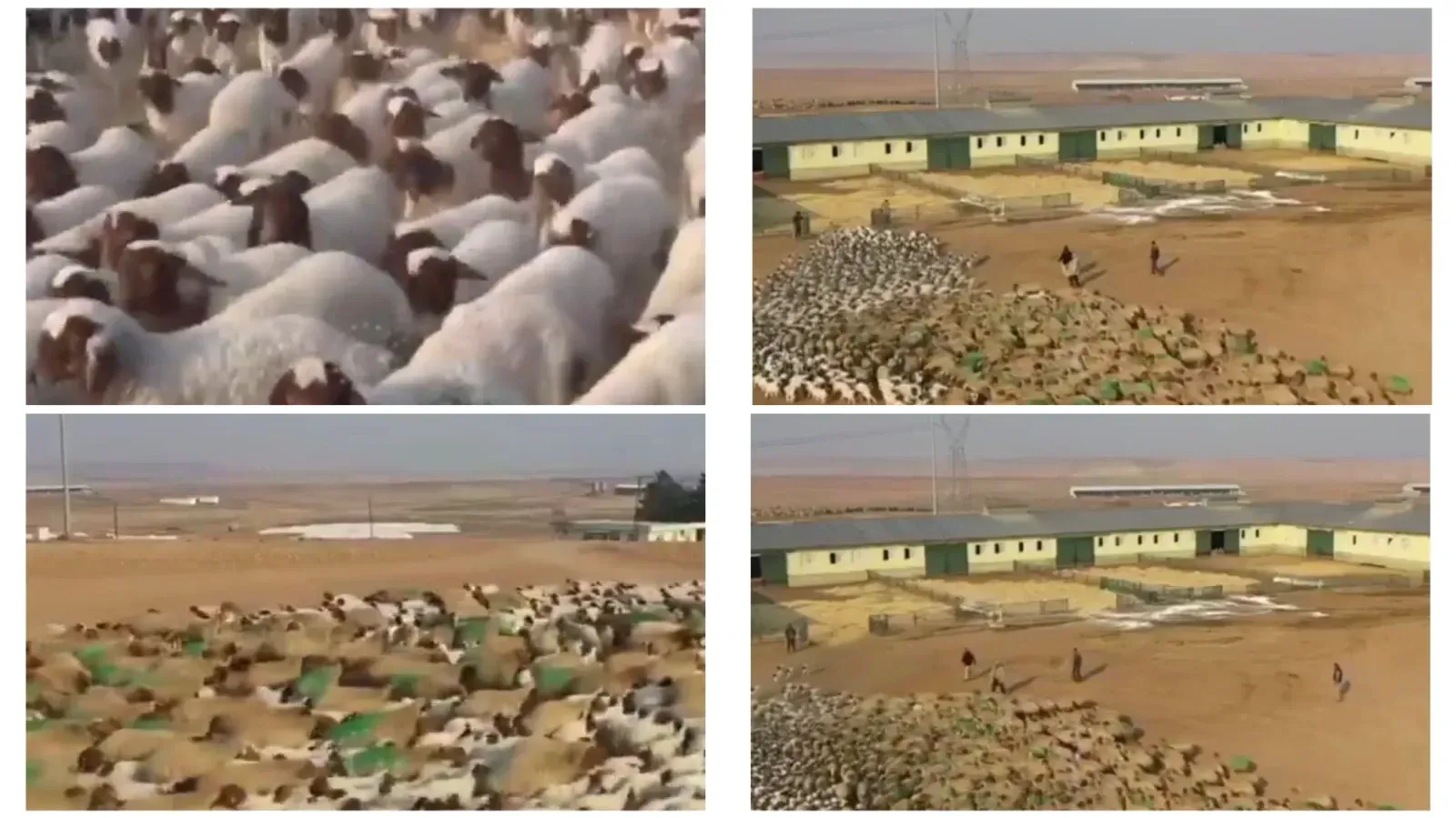 TİGEM’e Bağlı Şanlıurfa Tarım İşletmesi’nde Duygulandıran Anlar