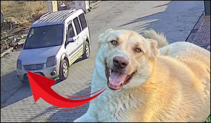 Şanlıurfa’da Kangal köpek hırsızlığı kamerada-(VİDEO)