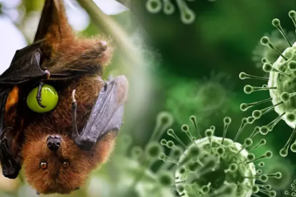 Hindistan'da Nipah virüsü salgını alarmı