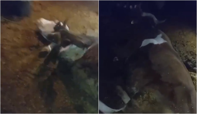 Halfeti Bozak Köyü’nde Elektrik Kaçağı Nedeniyle İki İnek Telef Oldu