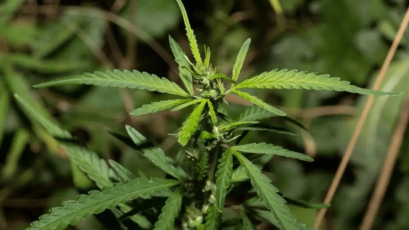 21 ilde kenevir üretimine izin verildi