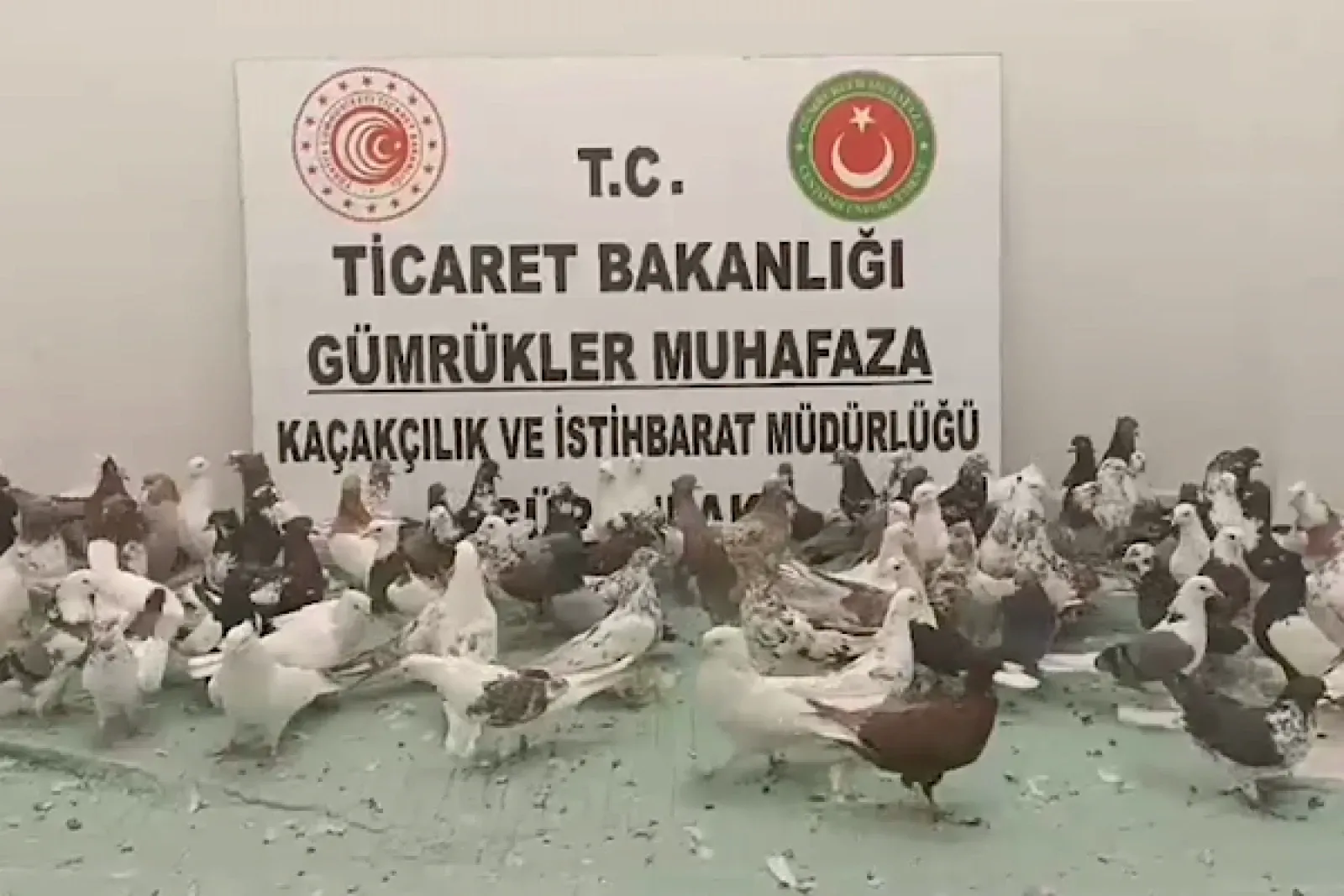 Ticaret Bakanlığı: 2025’te 85 bin 342 kaçak canlı hayvan ele geçirildi