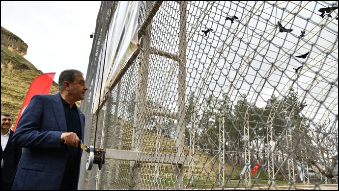 Kelaynaklar Doğaya Salındı-(VİDEO)