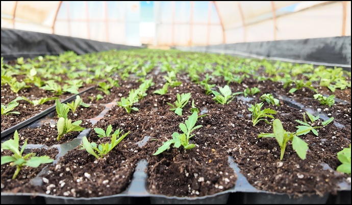 Büyükşehir Seralarında 400 Bin Yazlık Çiçek Üretiliyor