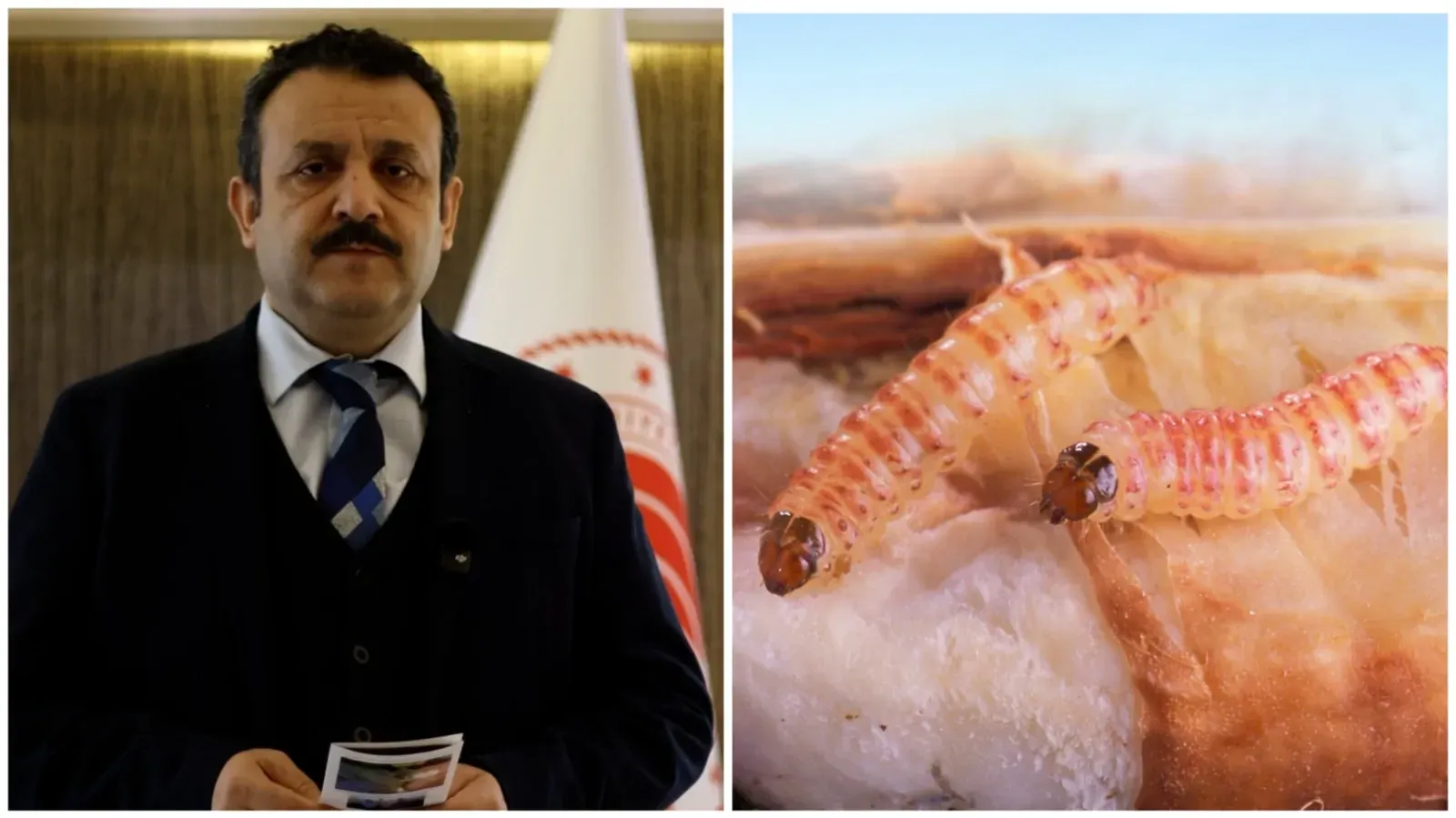 GAP Tarımsal Araştırma Enstitüsü’nden Pamuk Üreticilerine Pembekurt Uyarısı