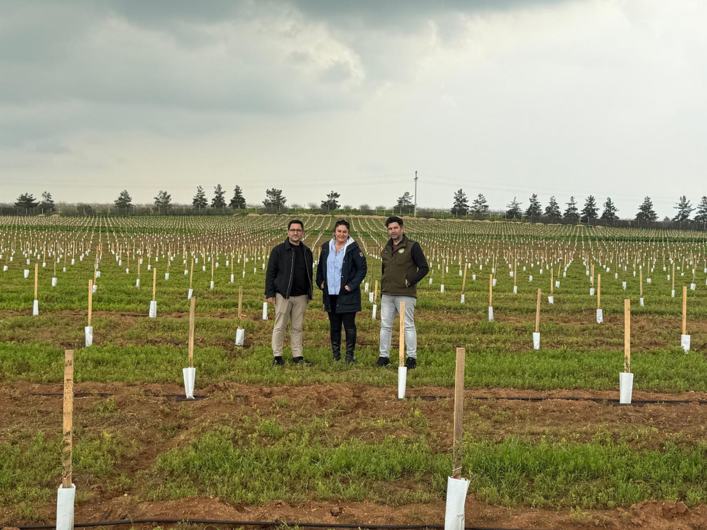 TİGEM Ceylanpınar'daki Dev Zeytin Plantasyonunda Dikimler Tamamlandı: Uzman Heyet Sahada