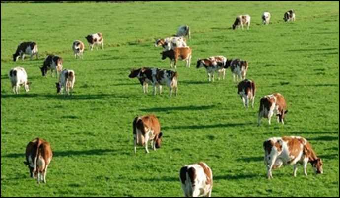 Tarım ve Orman Bakanlığı’ndan mera yasağına ilişkin açıklama yapıldı