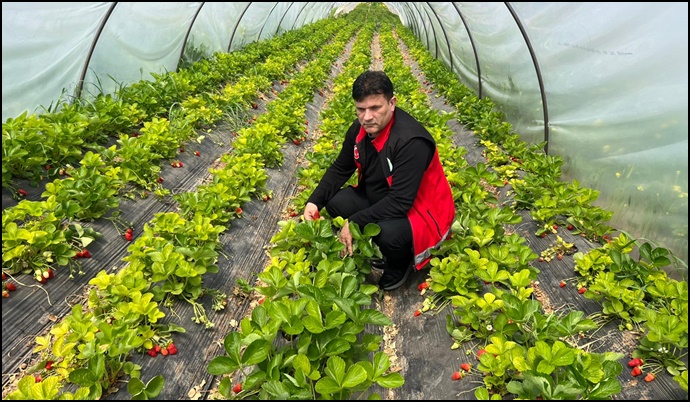 Müslüm Okan’dan Bozova’da Çilek Hamlesine Tam Destek-(VİDEO)