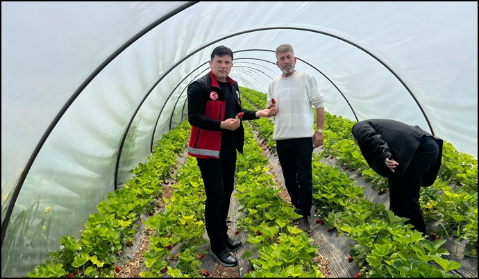 Bozova’da Çilek Üretimi Başladı