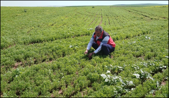 Şanlıurfa’da Yağış Sonrası Fenolojik Gözlem Çalışmaları Sürüyor