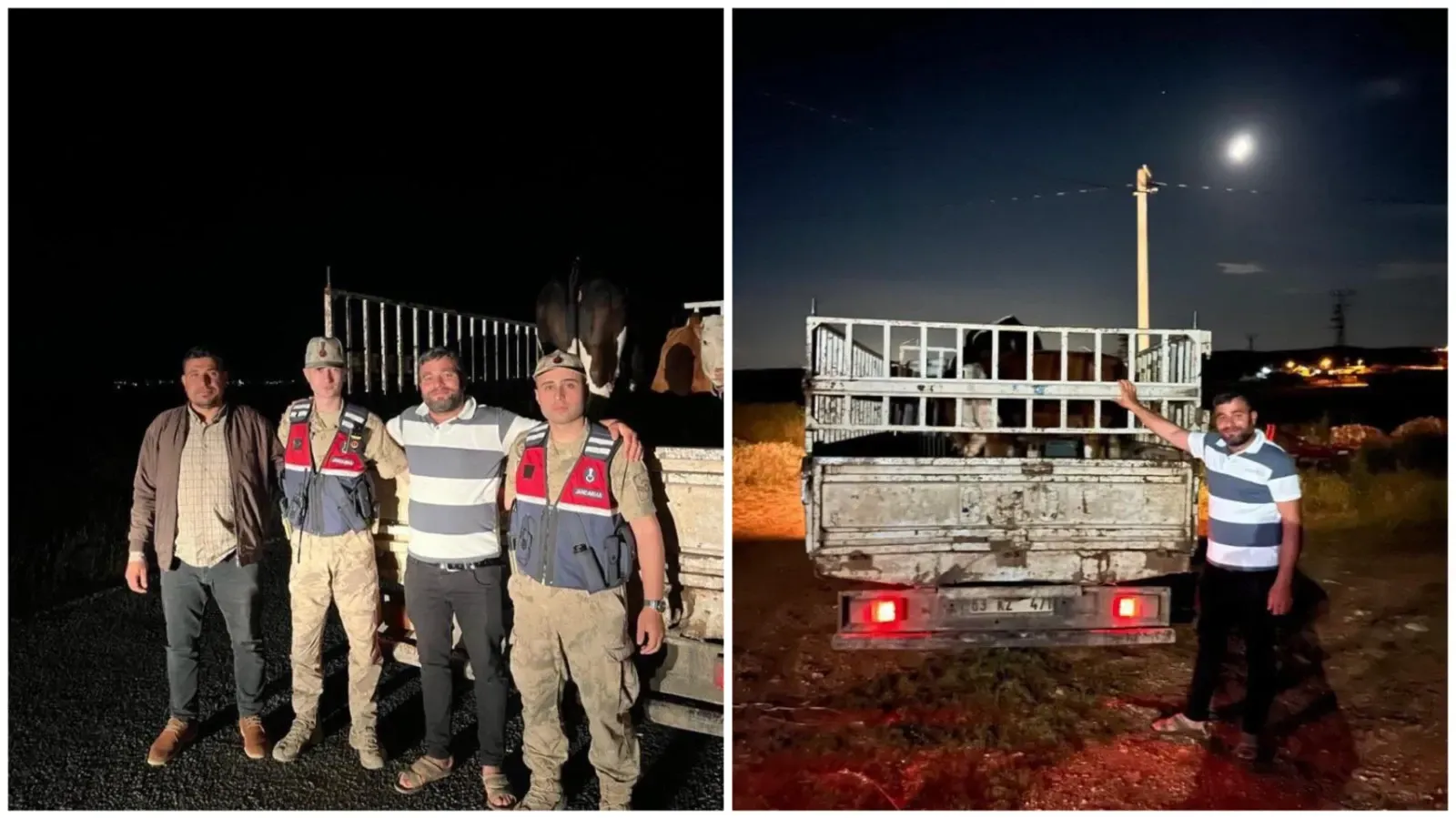Şanlıurfa’da Kayıp 2 Büyükbaş Hayvan Bulunarak Sahibine Teslim Edildi