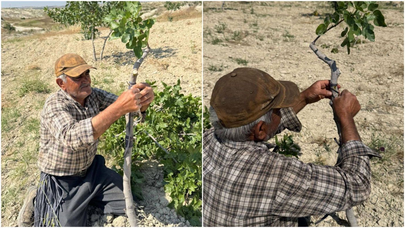 Şanlıurfa’da Kavurucu Sıcakta Fıstık Kalem Aşısı Mesaisi Baş